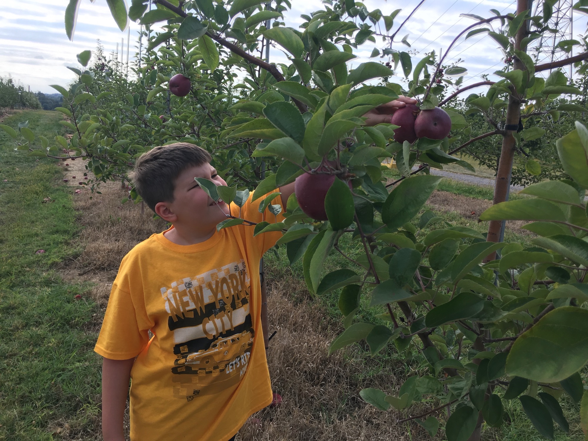 09-17-2016-apple-picking-6 photo