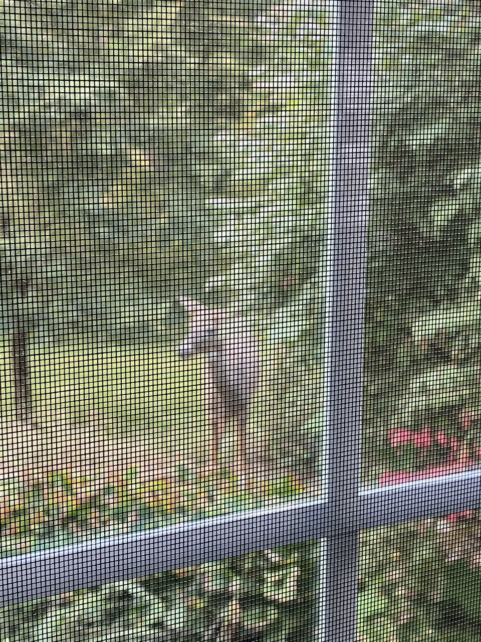 2020-05-15-wildife-05 photo