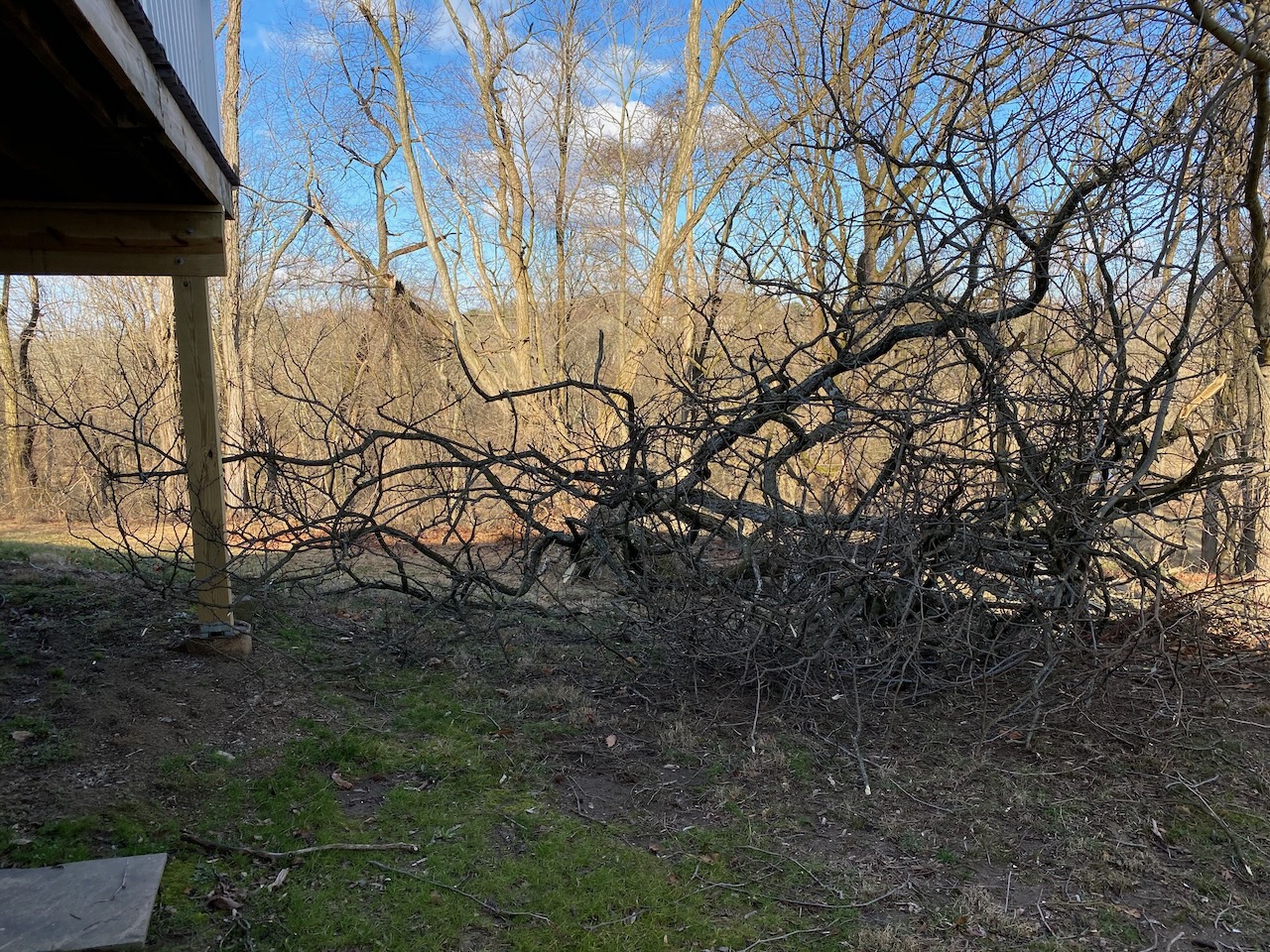 2020-03-08-timber-03 photo